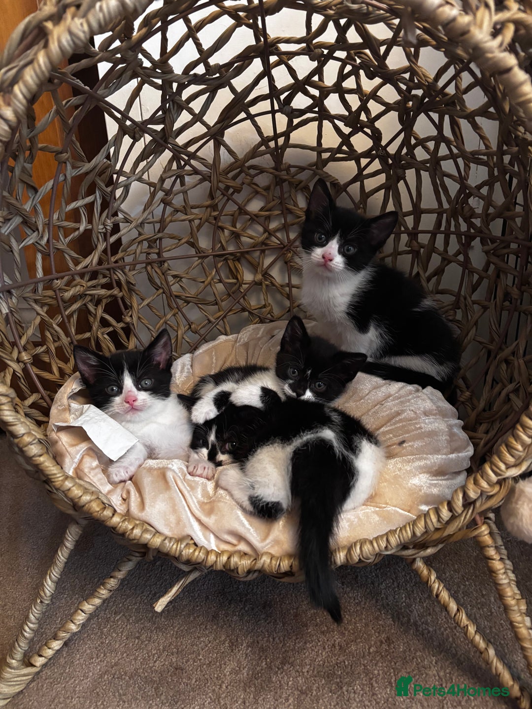 Mixed Breed cats for sale: Looking for forever homes - Image 2