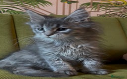 Maine Coon cats for sale: Maine Coon girls READY NOW Russian sired  - Image 6