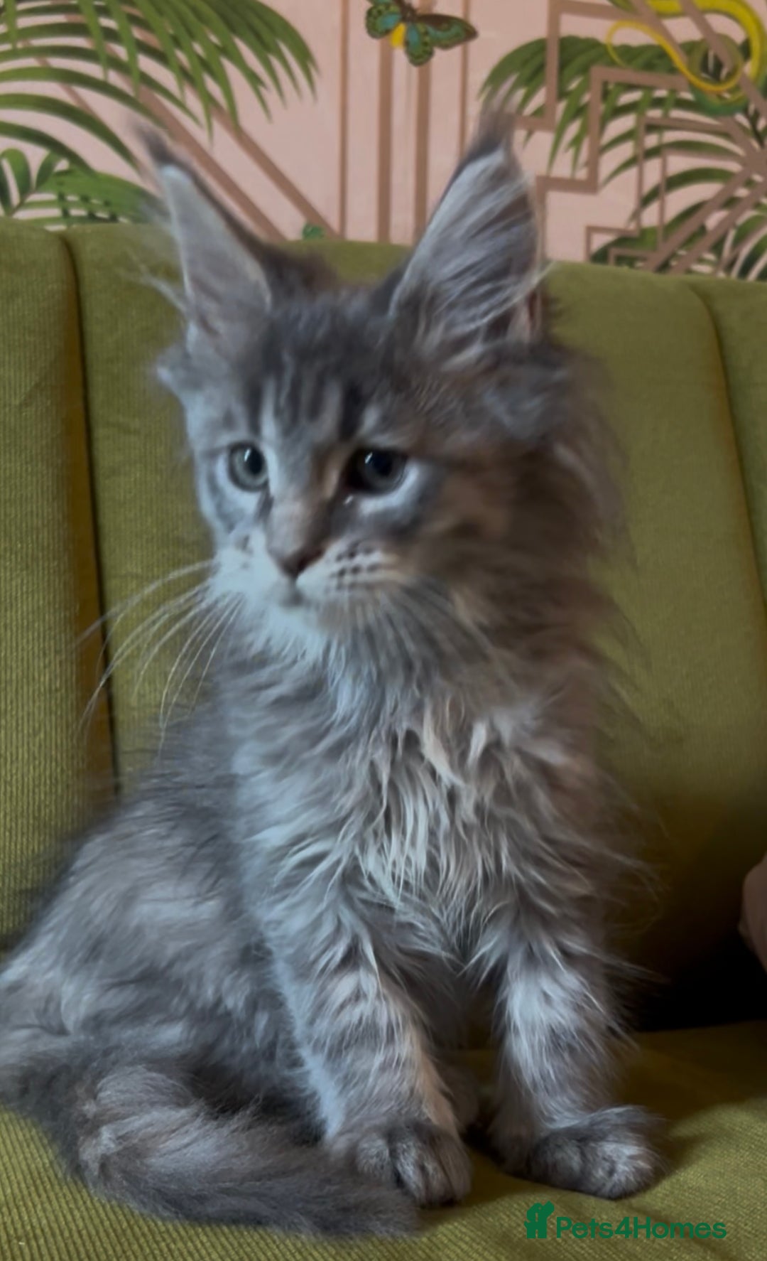 Maine Coon cats for sale: Maine Coon girls READY NOW Russian sired  - Image 6
