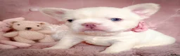 French Bulldog dogs for sale: 🧸LILAC PUPPIES🧸 - Advert 10