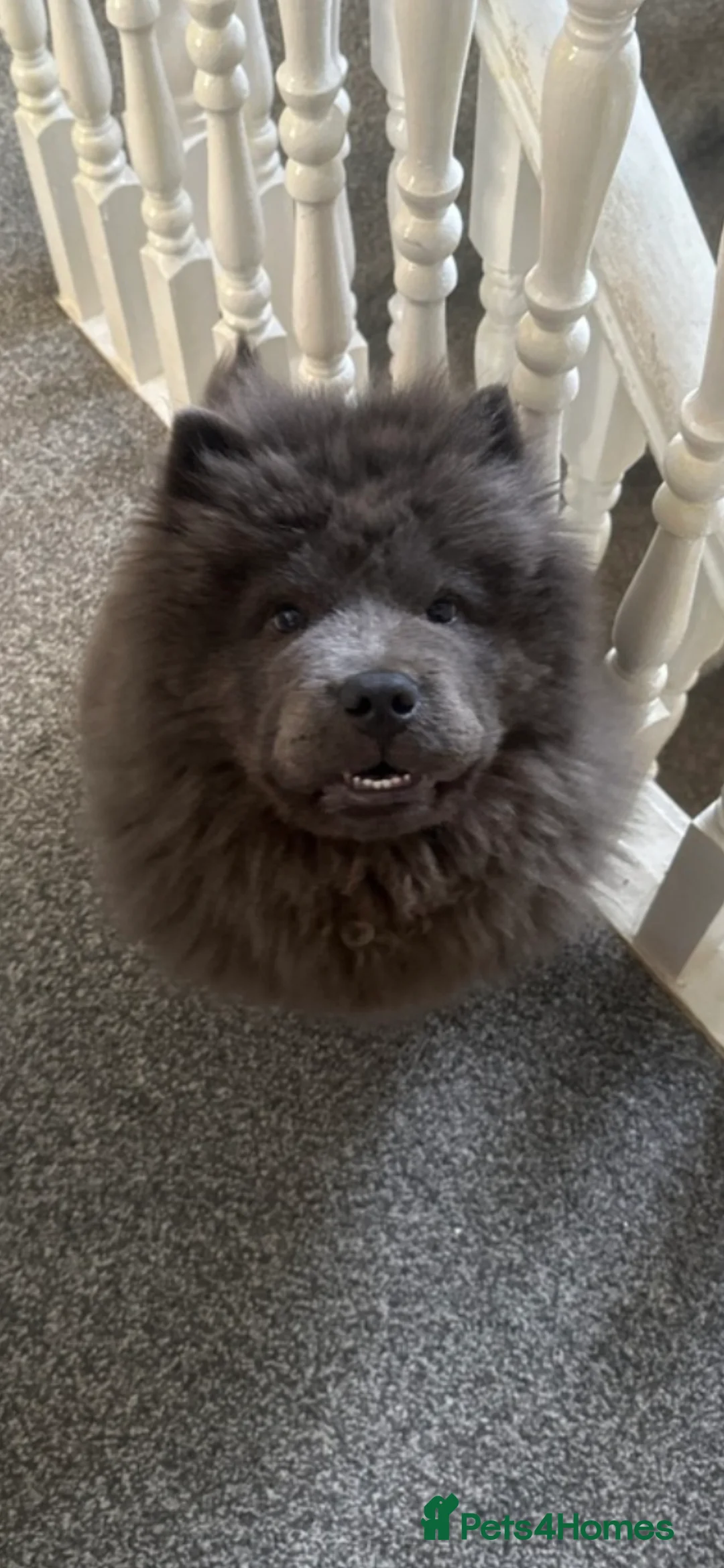 Chow Chow dogs for sale: Chow chow  in Newark - Advert 2