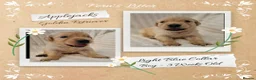 Golden Retriever dogs for sale: Quality Golden Retriever Puppies - Advert 16