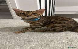 Bengal cats for sale: Two pure Bengals  - Image 4