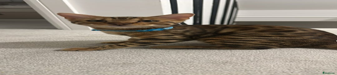 Loki 