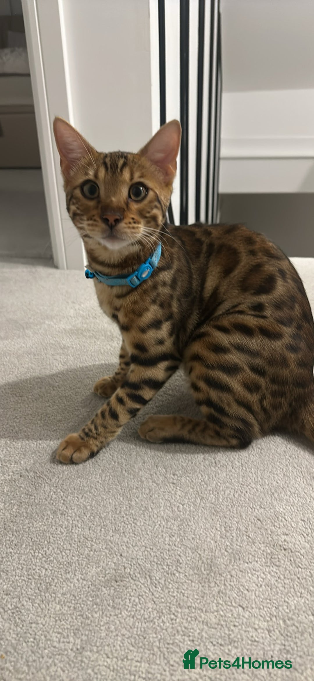 Bengal cats for sale: Two pure Bengals  - Image 4
