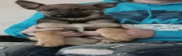 German Shepherd dogs for sale: Beautiful German shepard pups  - Advert 5