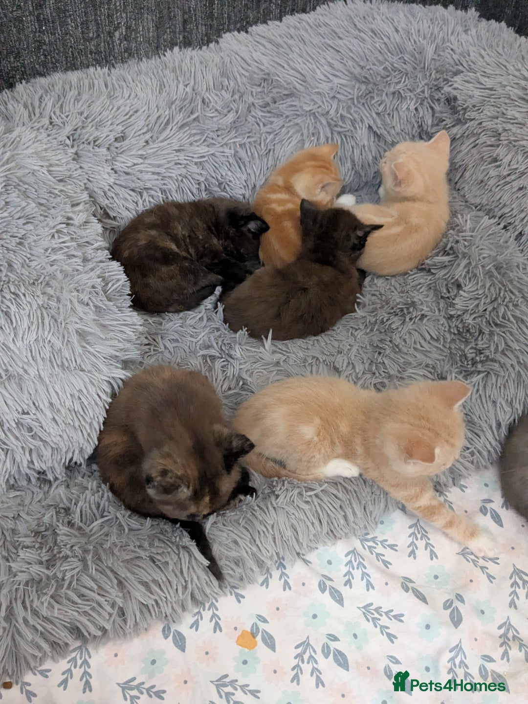 Mixed Breed cats for sale: Siamese/ragdoll/Scottish fold  - Image 5