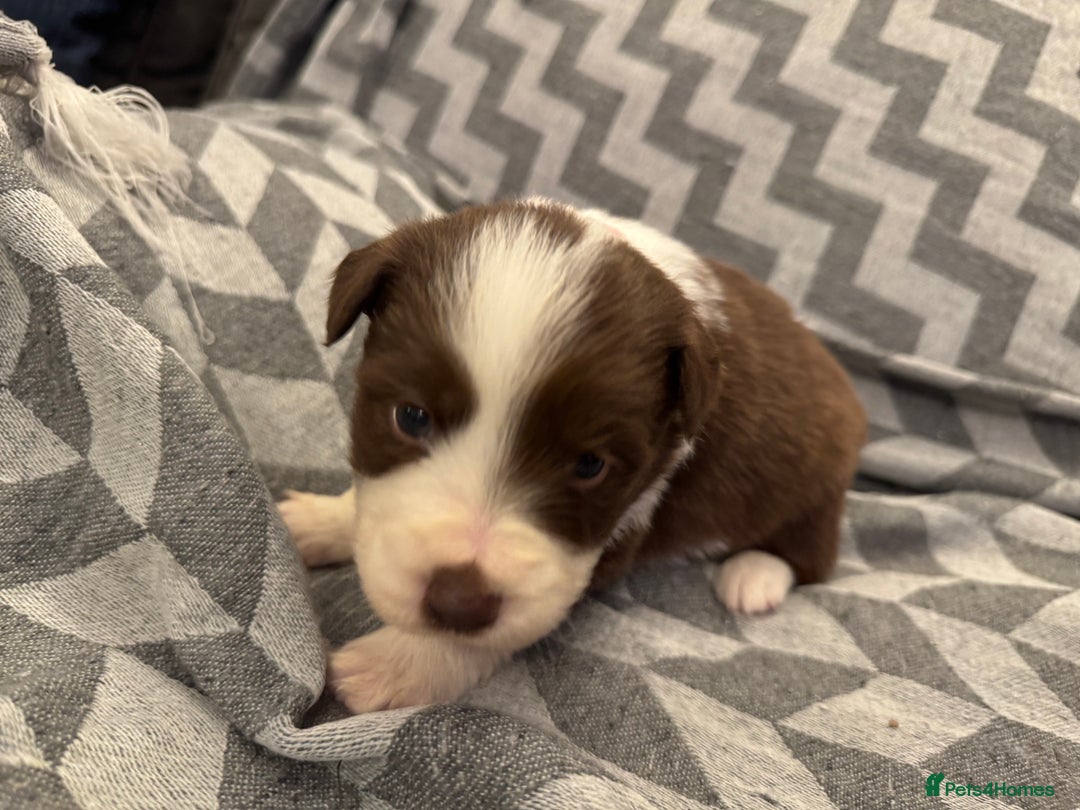 Border Collie dogs for sale: KC Reg (Pending) Border Collie Puppies For Sale - Advert 21
