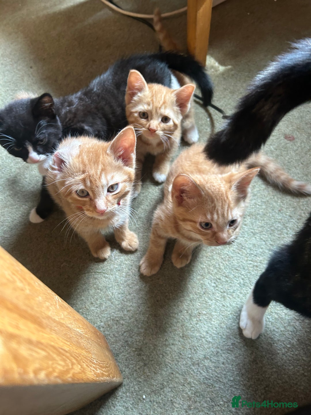 Mixed Breed cats for sale: READY TO GO 4 gorgeous kittens  - Image 2