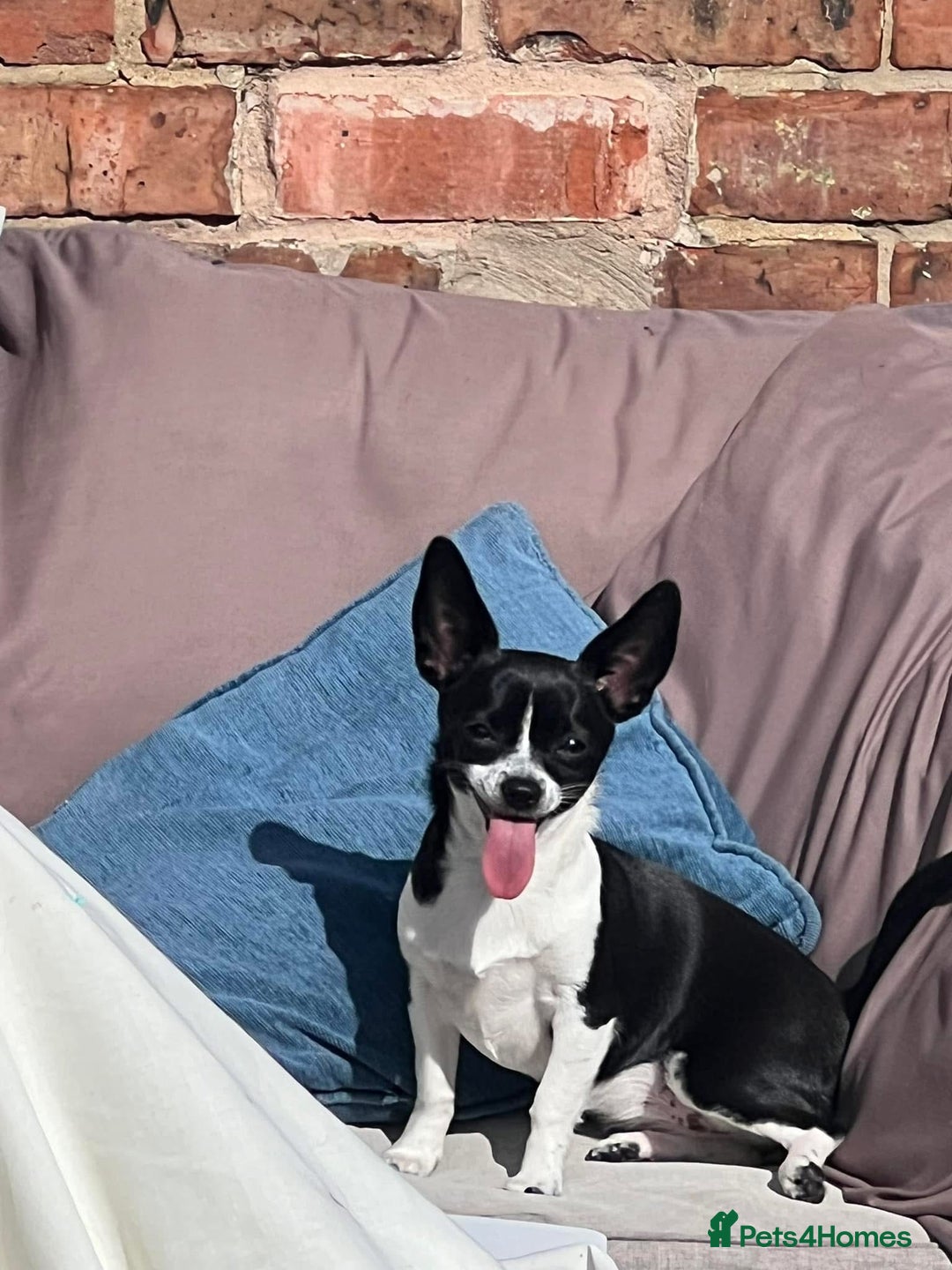 Chihuahua dogs for sale: Cute chihuahuas  - Advert 12