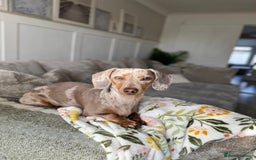 Miniature Dachshund dogs for sale: KC Registered Gorgeous Silver & Tan Dapple Girl  - Image 8