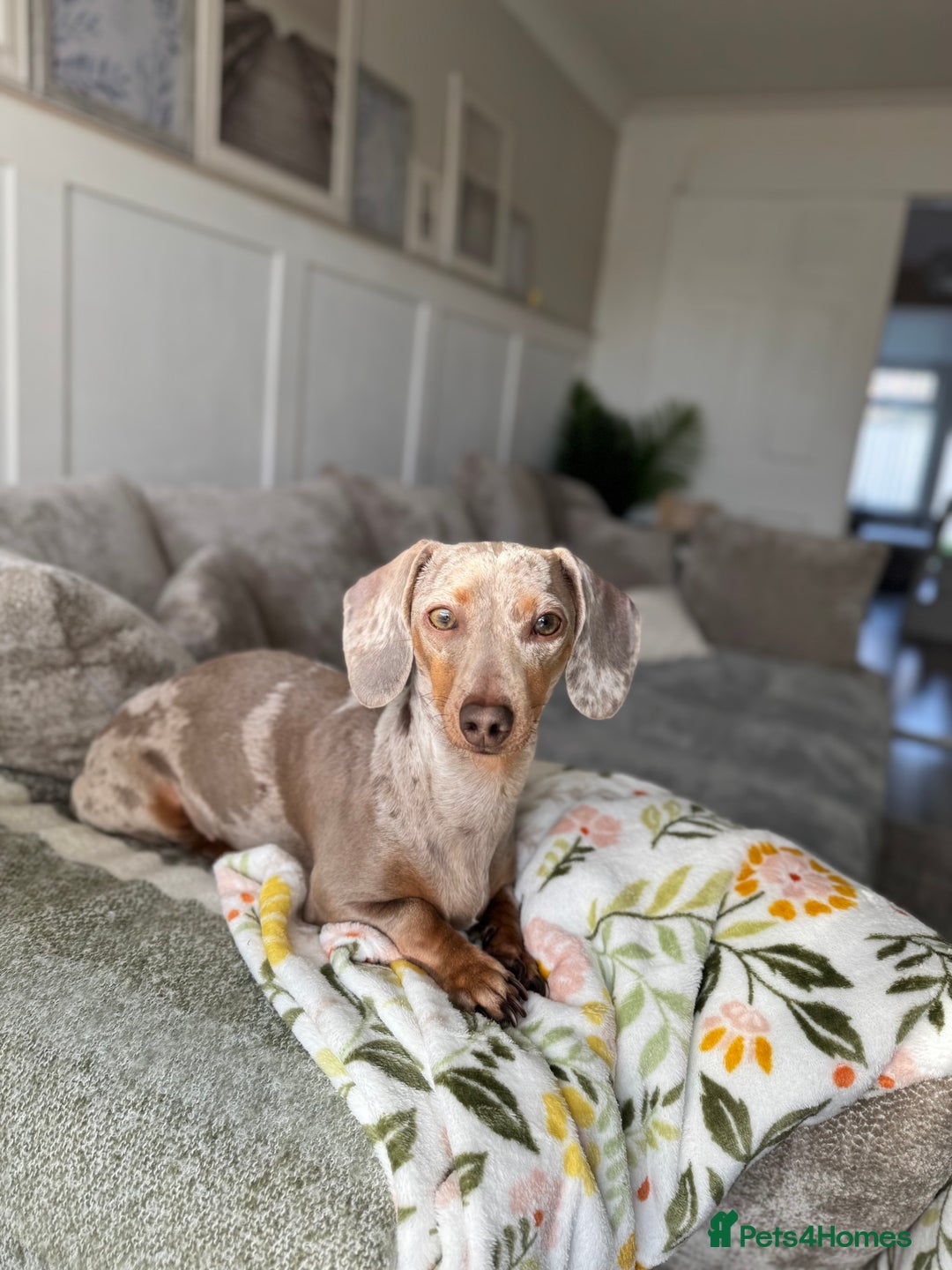 Miniature Dachshund dogs for sale: KC Registered Gorgeous Silver & Tan Dapple Girl  - Image 8