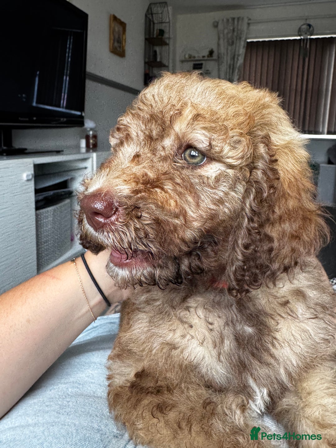 Cockapoo dogs for sale: Berdoodle 11 weeksold FULLY VACCINATED  - Image 5