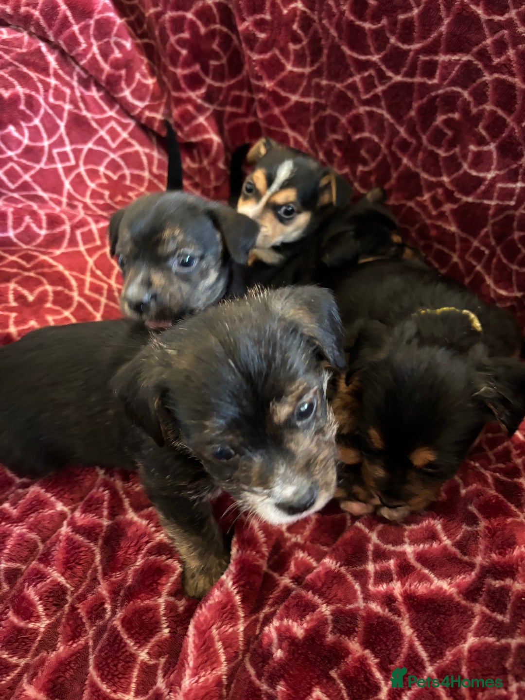 Mixed Breed dogs for sale: Gorgeous Jorkiepoo Puppies  - Advert 2