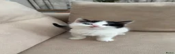 Mixed Breed cats for sale: 4 adorable kittens available  - Advert 19