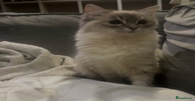 Ragdoll cats - Advert 6