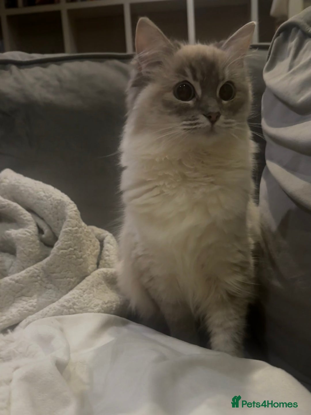 Ragdoll cats for sale: Beautiful 8 Month Old Ragdolls – Loving Homes Only - Image 3