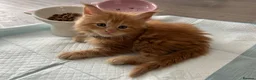 Maine Coon cats for sale: Stunning Red Kittens TICA reg  - Advert 22