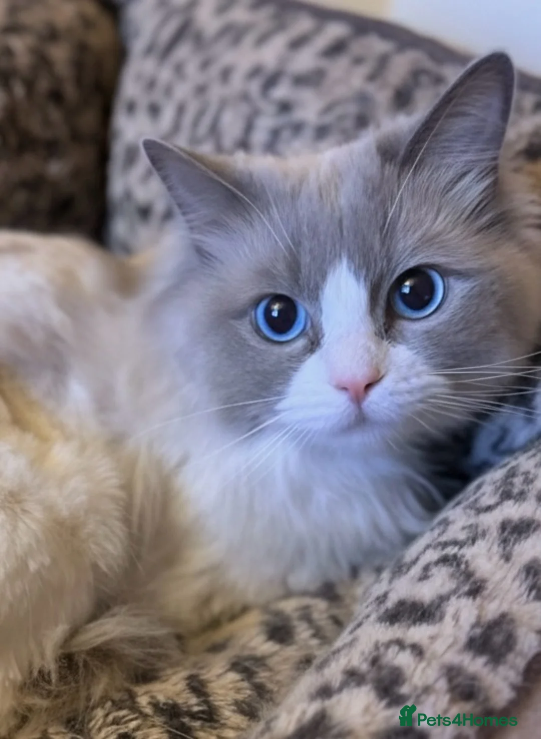 Ragdoll cats for sale: READY NOW TICA ACTIVE Kittens, European bi-colour - Advert 20