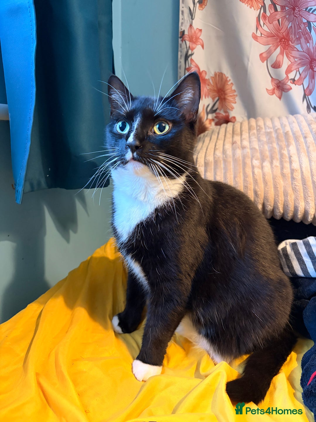 Mixed Breed cats for sale: Beautiful Cats - Advert 6