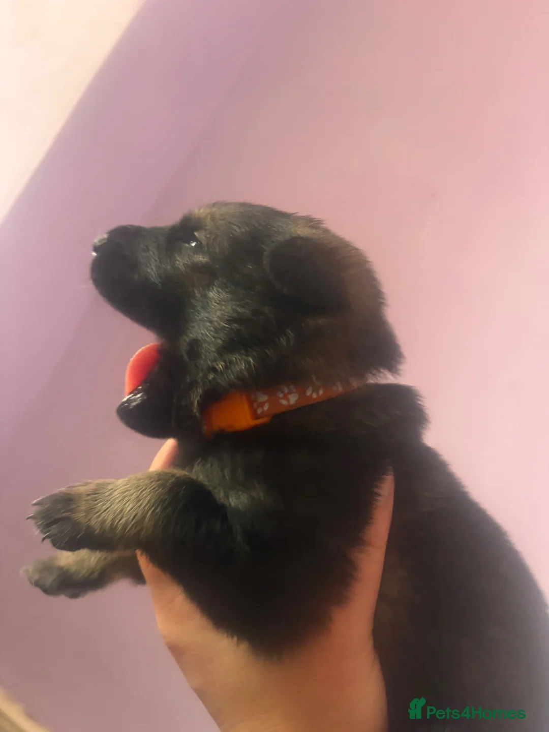 Mixed Breed dogs for sale: 8 GSD x Malinois puppies - 4 girls 4 boys - Advert 8