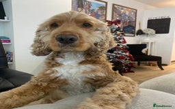 Cocker Spaniel dogs for sale: Male Cockerspaniel called Fela - Image 3