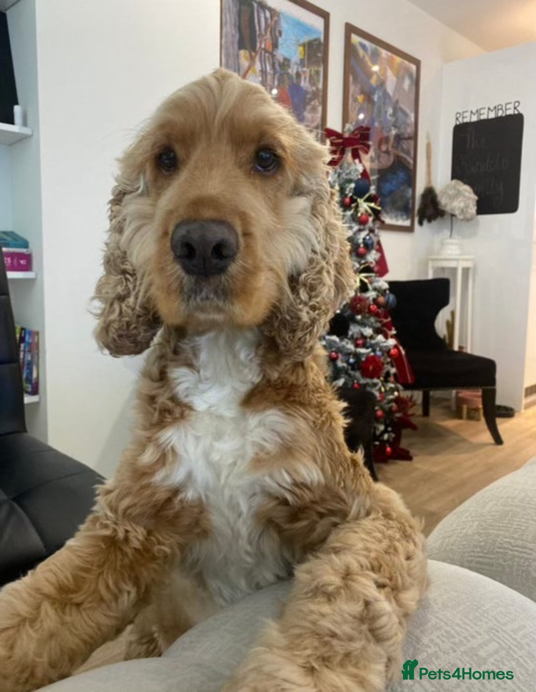 Cocker Spaniel dogs for sale: Male Cockerspaniel called Fela - Image 3
