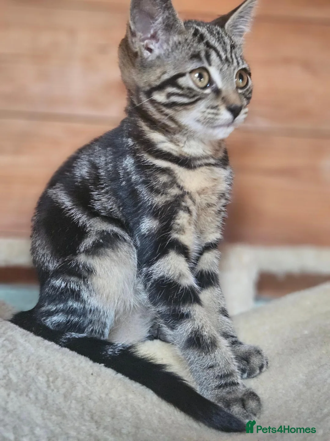 Bengal cats for sale: Half Bengal cross  Kittens - Advert 2