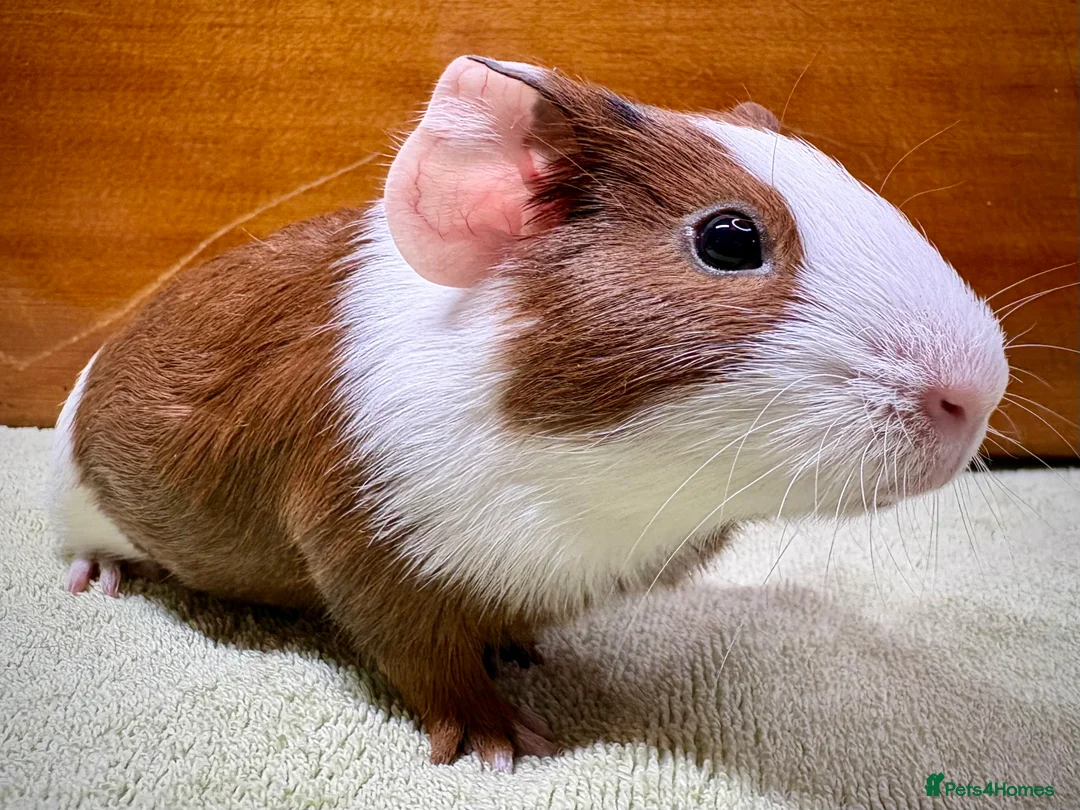 Guinea Pig rodents for sale: Adorable pair of boy guinea pigs  - Advert 7