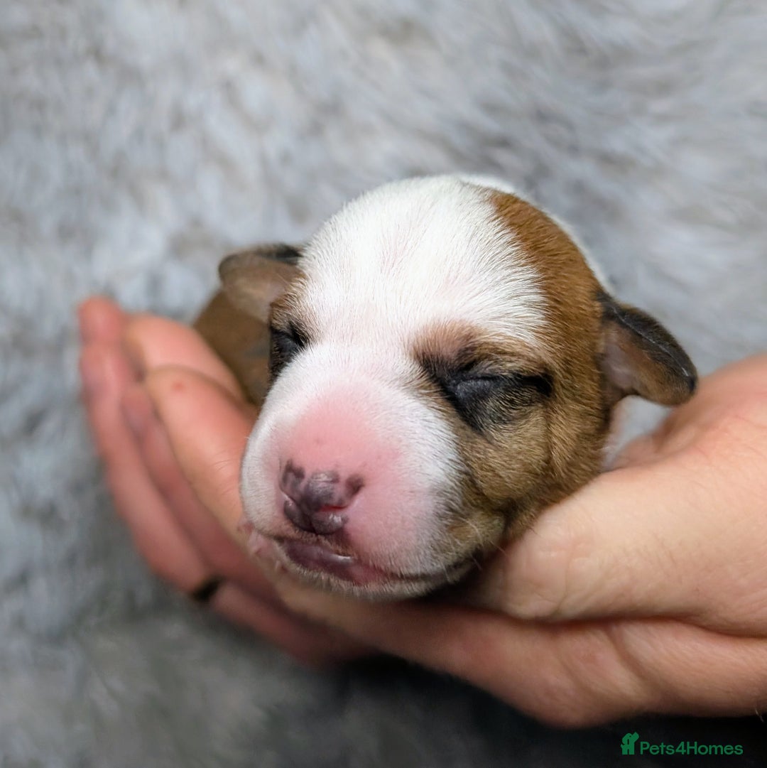 Jack Russell dogs for sale: ❤️3/4 Jack Russell babies ❤️ - Advert 17