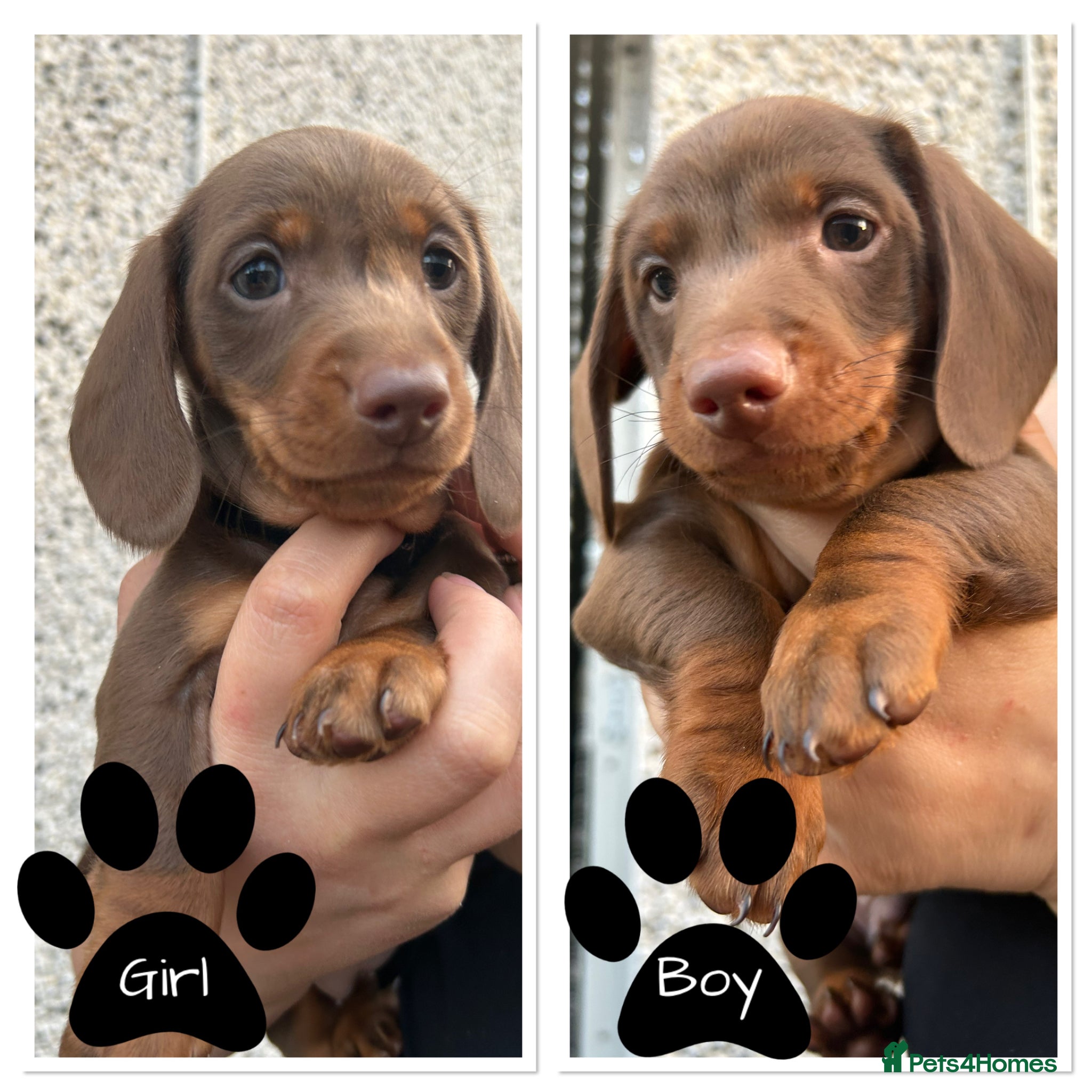 Dachshund dogs Chocolate and tan dachshund puppies ready 8wks + - Advert 11