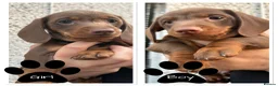 Dachshund dogs for sale: Chocolate and tan dachshund puppies ready 8wks + - Advert 3