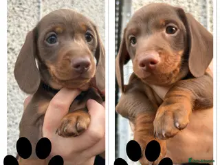 Dachshund dogs Chocolate and tan dachshund puppies ready 8wks + - Advert 11
