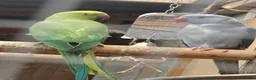 Ringnecks birds for sale: Indian ring necks  - Advert 2