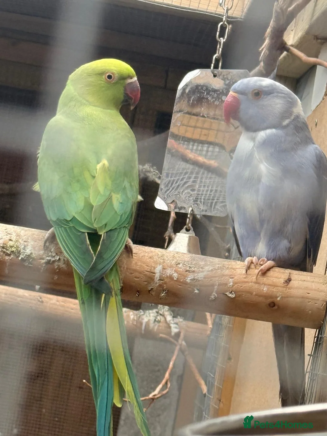 Ringnecks birds for sale: Indian ring necks  - Advert 2