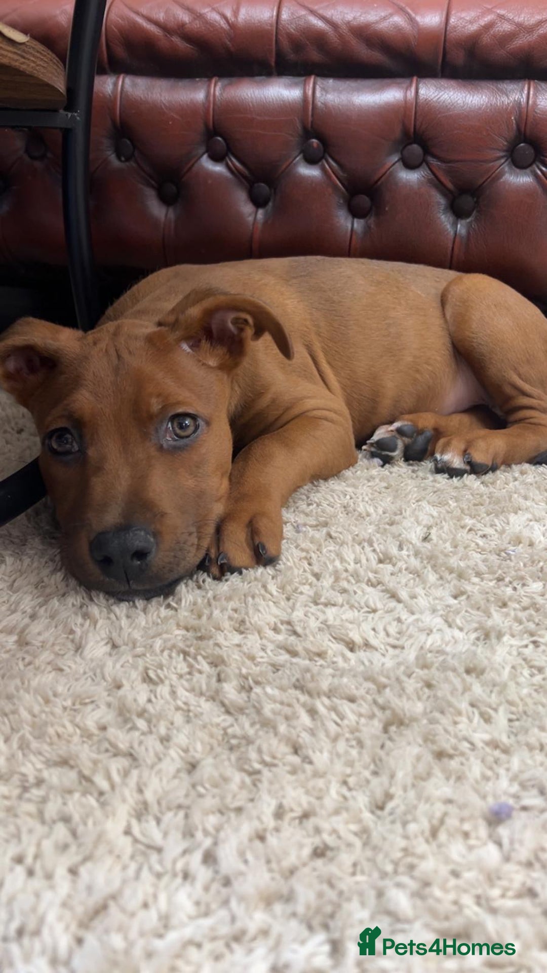 Mixed Breed dogs for sale: beautiful mastiff german shepherd female dog - Advert 4