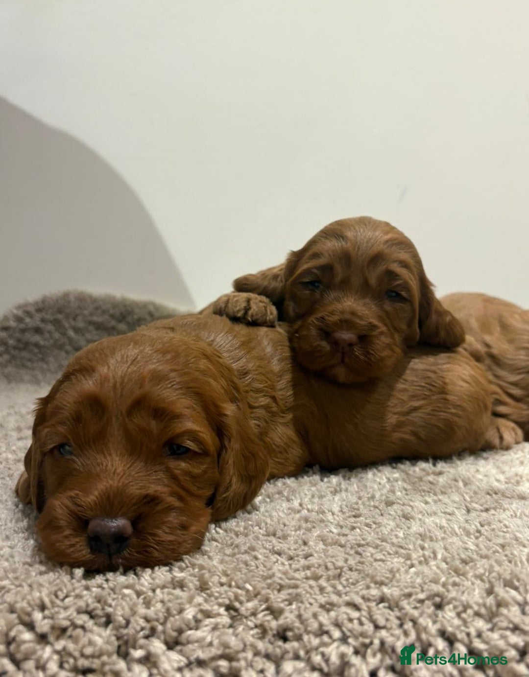 Cockapoo dogs for sale: Stunning cockapoo girls with health tested parents - Advert 11
