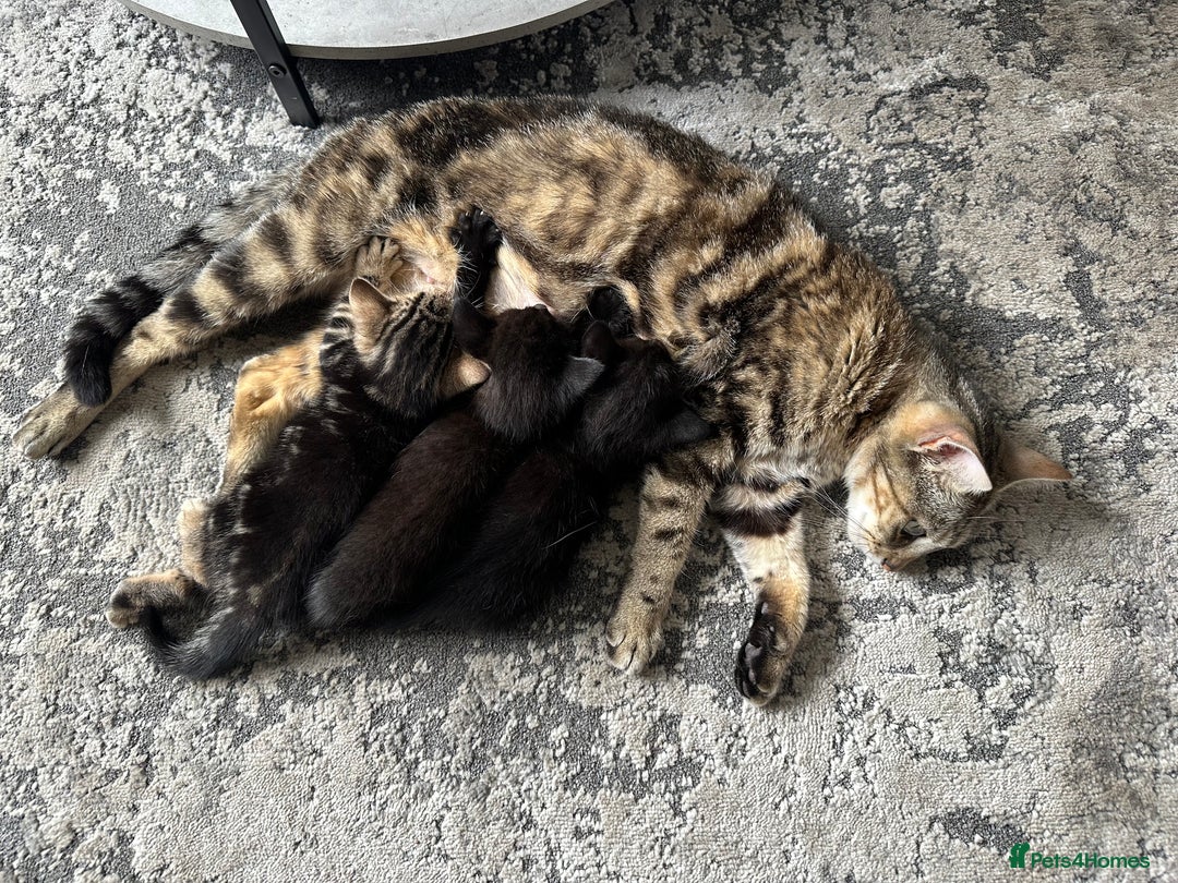 Mixed Breed cats for sale: Lovely Black Kittens Looking for a home - Image 5