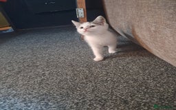 Mixed Breed cats for sale: 2 adorable kittens  - Image 3
