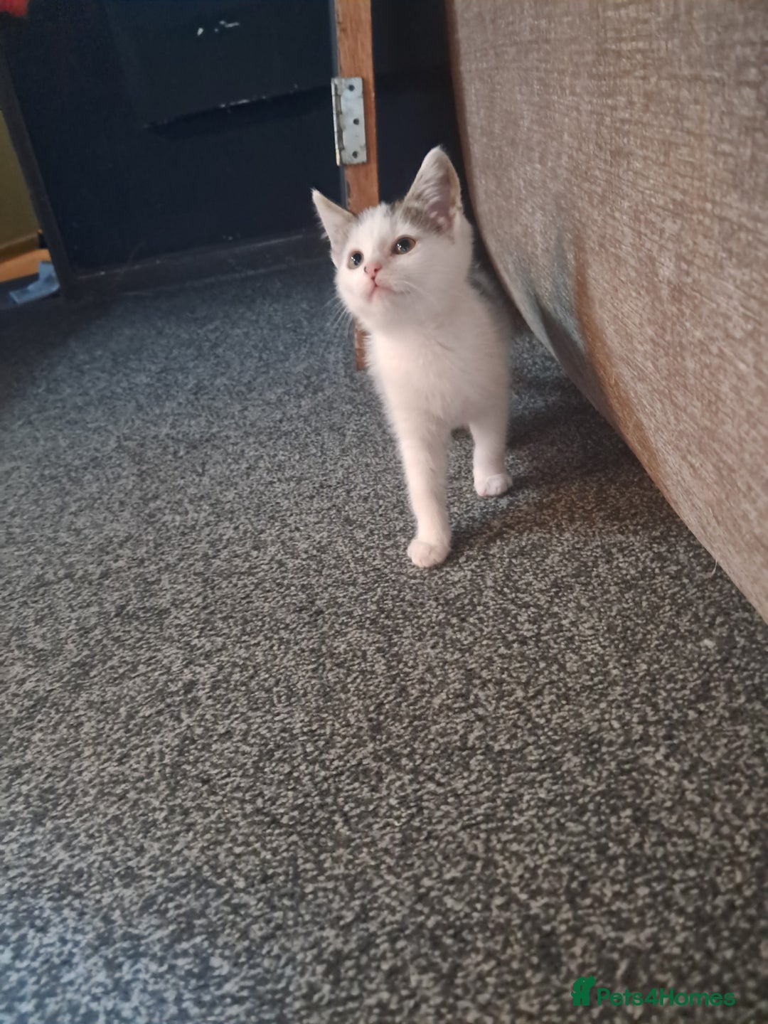 Mixed Breed cats for sale: 2 adorable kittens  - Image 3