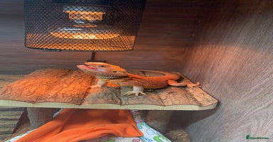 Bearded Dragon reptiles - Advert 1
