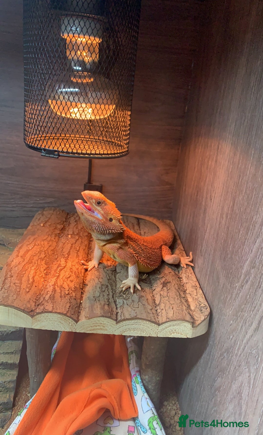 Bearded Dragon reptiles for sale: Cuddly red beardie for sale (male) with full viv  - Image 3
