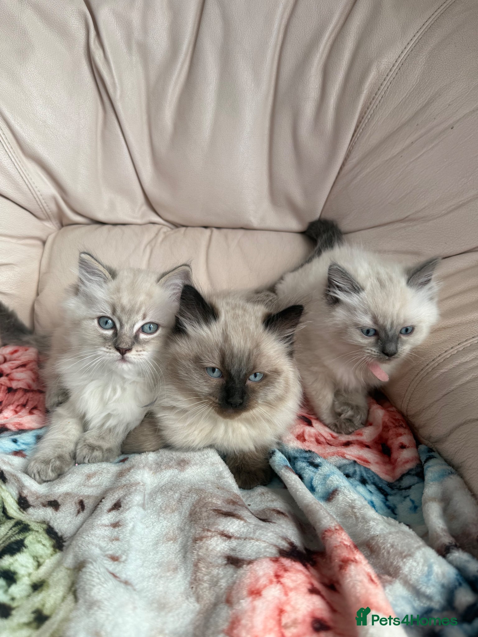 Ragdoll cats Stunning litter of pure ragdoll kittens  - Advert 2
