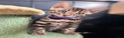 Bengal cats for sale: Ready now quality Bengal kittens TICA reg  - Advert 1