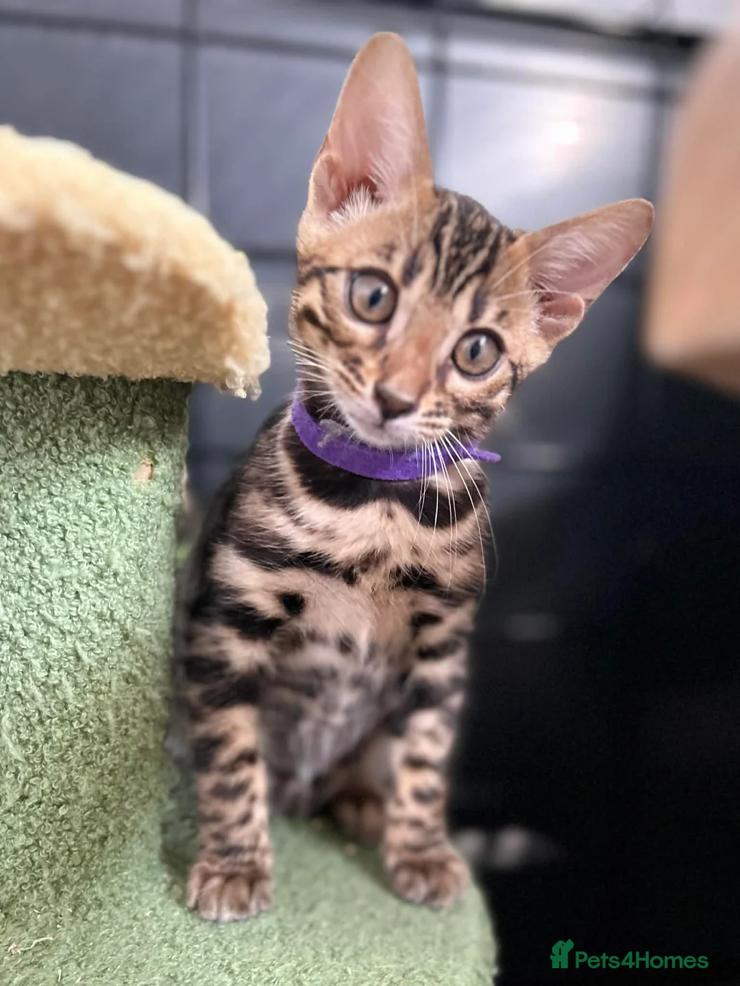 Bengal cats for sale: Ready now quality Bengal kittens TICA reg  - Advert 1