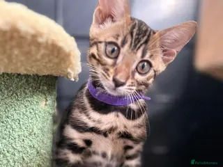 Bengal cats Ready now quality Bengal kittens TICA reg - Advert 6
