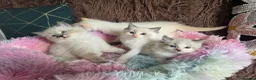 Ragdoll cats for sale: GCCF Registered Gorgeous Kittens  - Advert 3