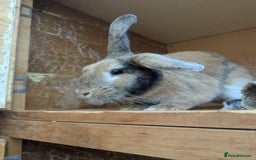 English Lop rabbits for sale: 🌸🌺💐2 friendly rabbits🌸💐🌺 - Image 4