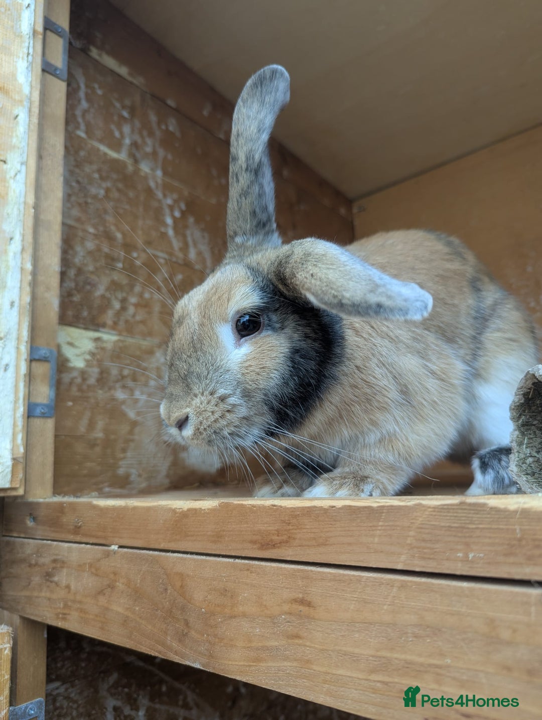 English Lop rabbits for sale: 🌸🌺💐2 friendly rabbits🌸💐🌺 - Image 4