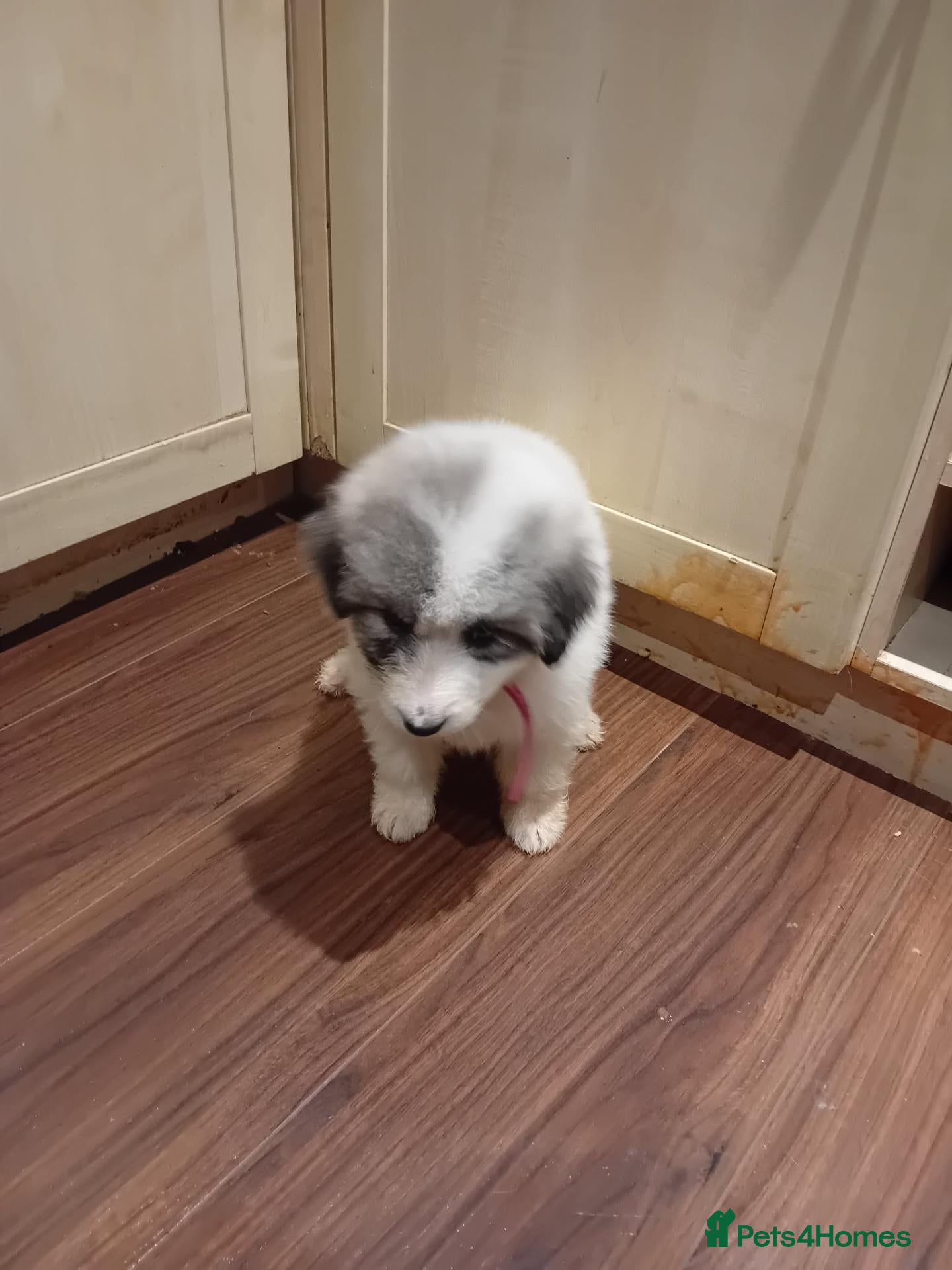 Pyrenean Mountain Dog dogs LAST GIRL PYRENEAN PUP KC REGISTERED  - Advert 2